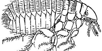 Животные 476