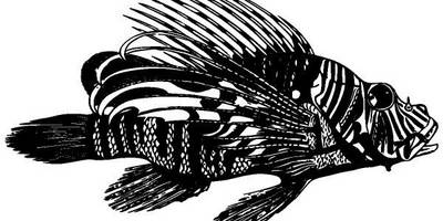 Животные 3831