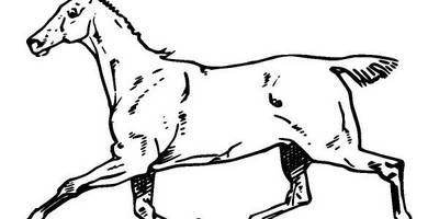 Животные 2893