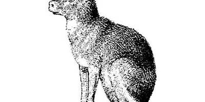 Животные 2557