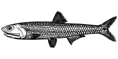 Животные 787