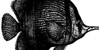 Животные 1068