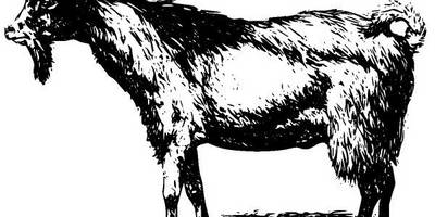 Животные 2621