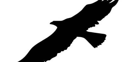 Животные 802