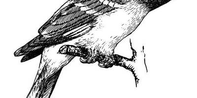 Животные 500