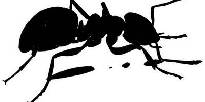 Животные 181