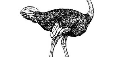 Животные 1073