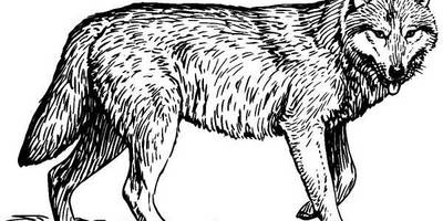 Животные 588