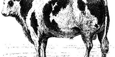 Животные 2581