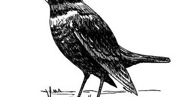 Животные 3802