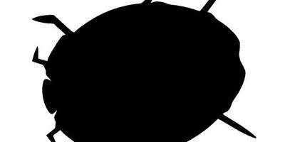 Животные 3055