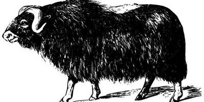 Животные 2731