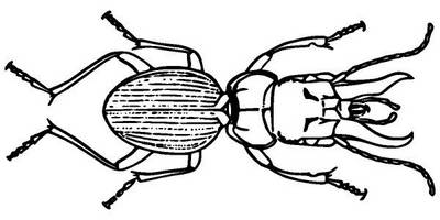 Животные 3713