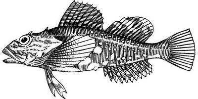 Животные 3815