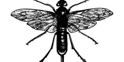 Животные 1017