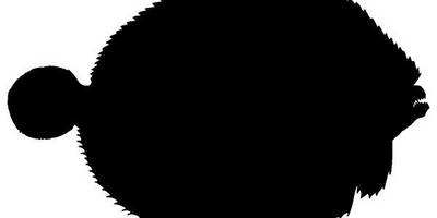 Животные 3277