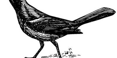 Животные 995