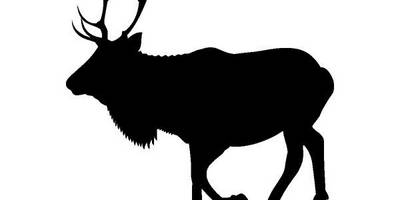 Животные 715