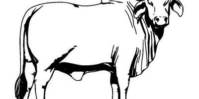 Животные 306