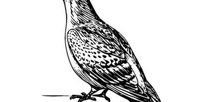 Животные 591