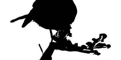 Животные 1305