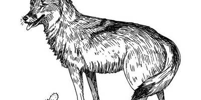 Животные 615