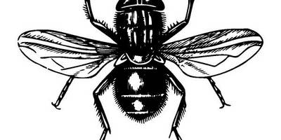 Животные 3899