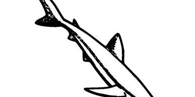 Животные 794