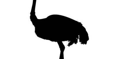 Животные 3590