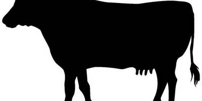 Животные 176