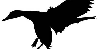 Животные 3540