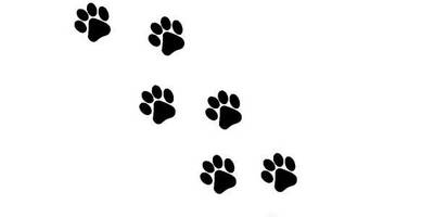 Животные 782