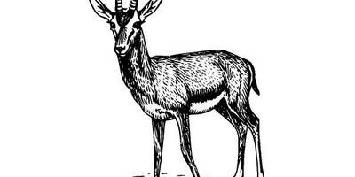 Животные 369