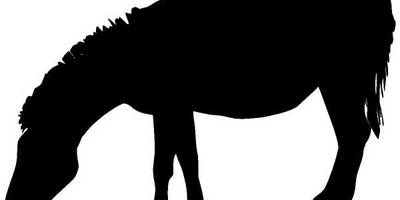 Животные 139