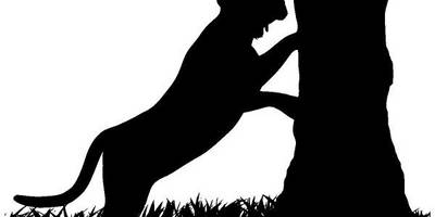 Животные 4041