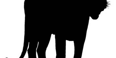 Животные 796