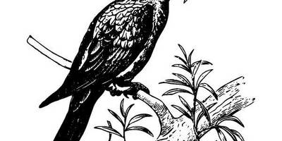 Животные 1031