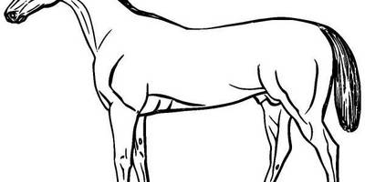 Животные 979