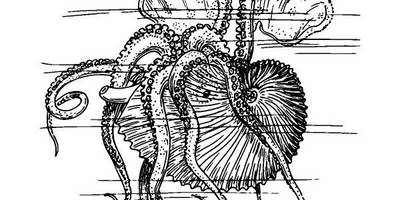 Животные 1072