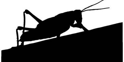 Животные 4230