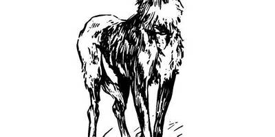 Животные 895