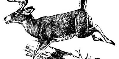 Животные 623