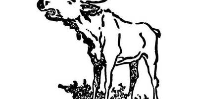 Животные 293