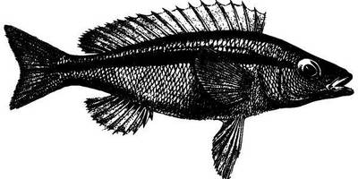 Животные 1067