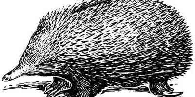 Животные 234