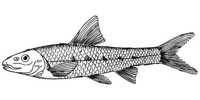 Животные 503