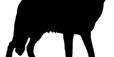 Животные 4096