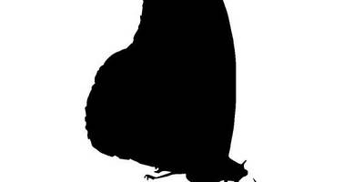 Животные 1279