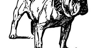 Животные 222