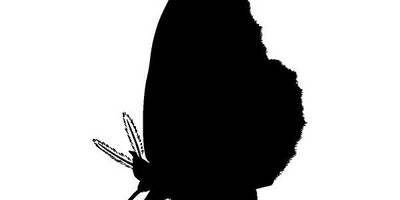 Животные 3952